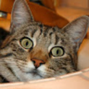 Meet your Posher, Toryn